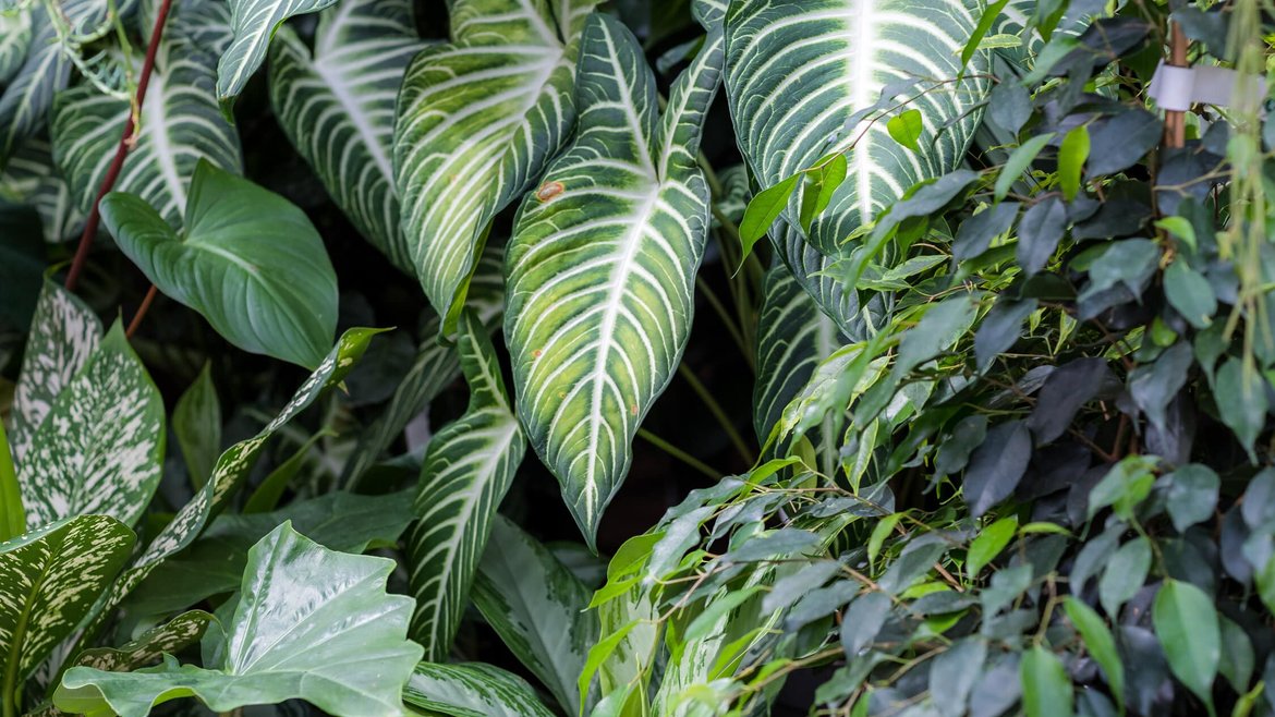 Serre Tropicale - Plantes Vertes - Schilliger