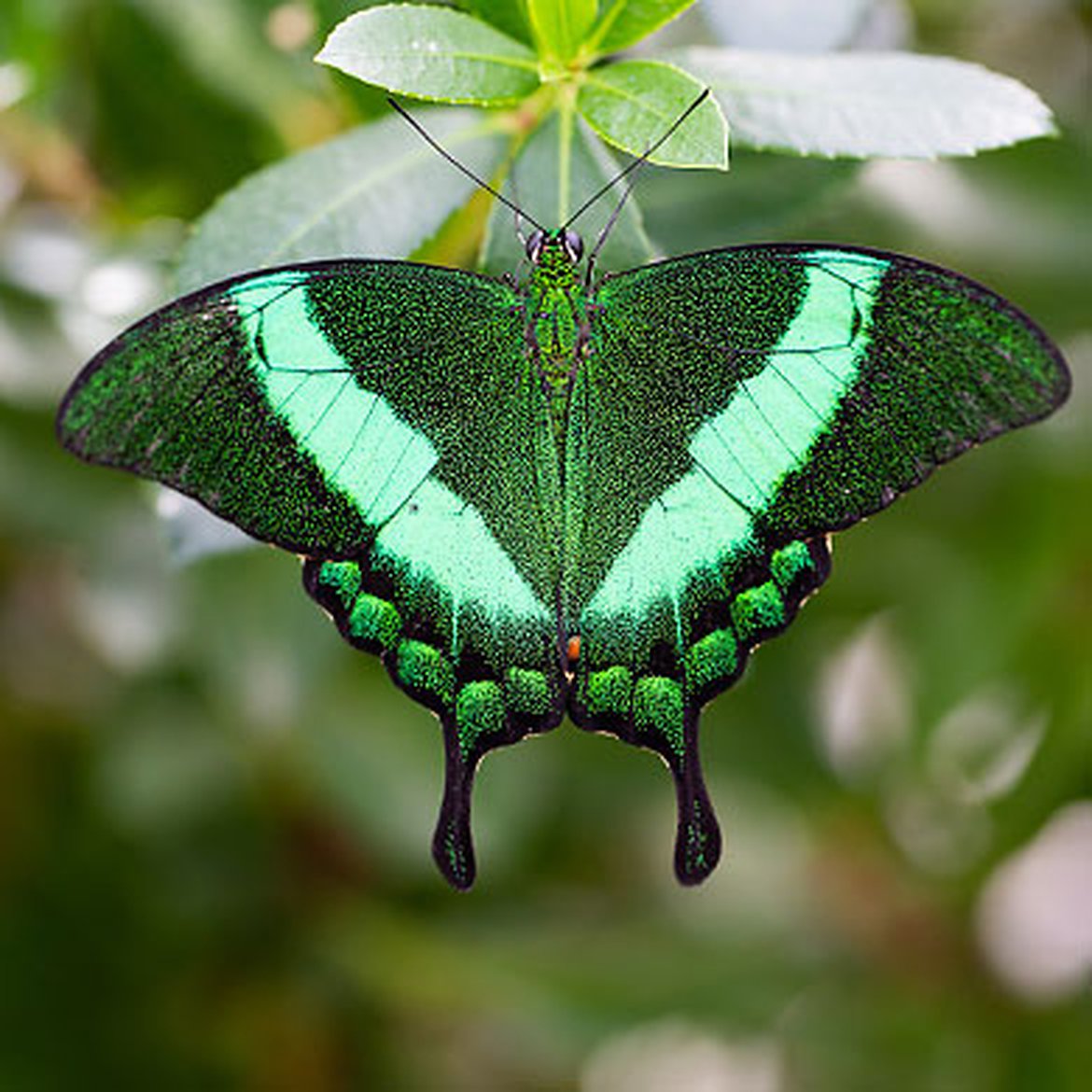 Papillon Machaon émeraude Papilio palinurus