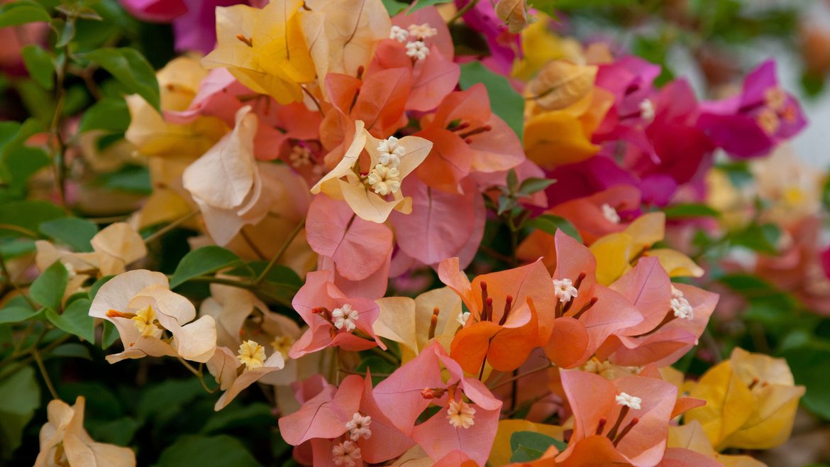 Orangerie - Bougainvilliers - Schilliger