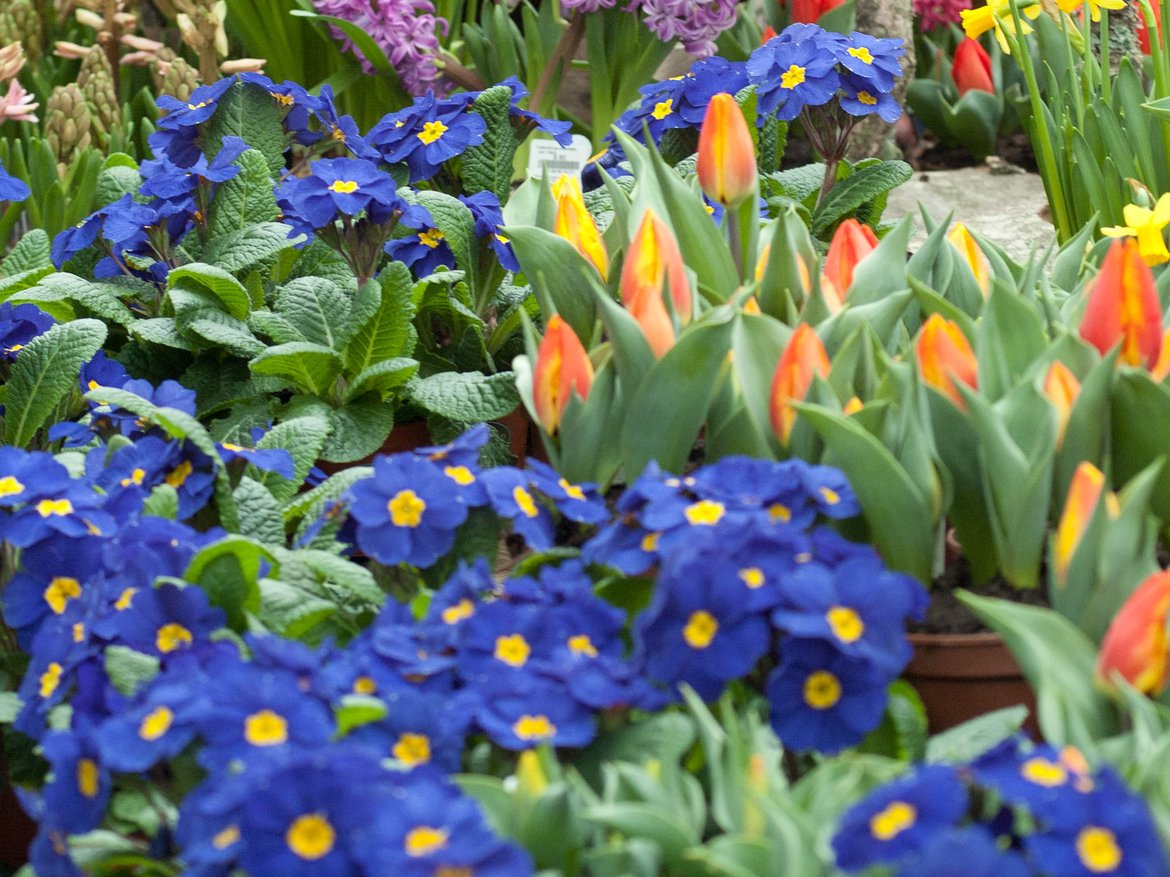 bulbes à fleurs - Garden Centre Schilliger