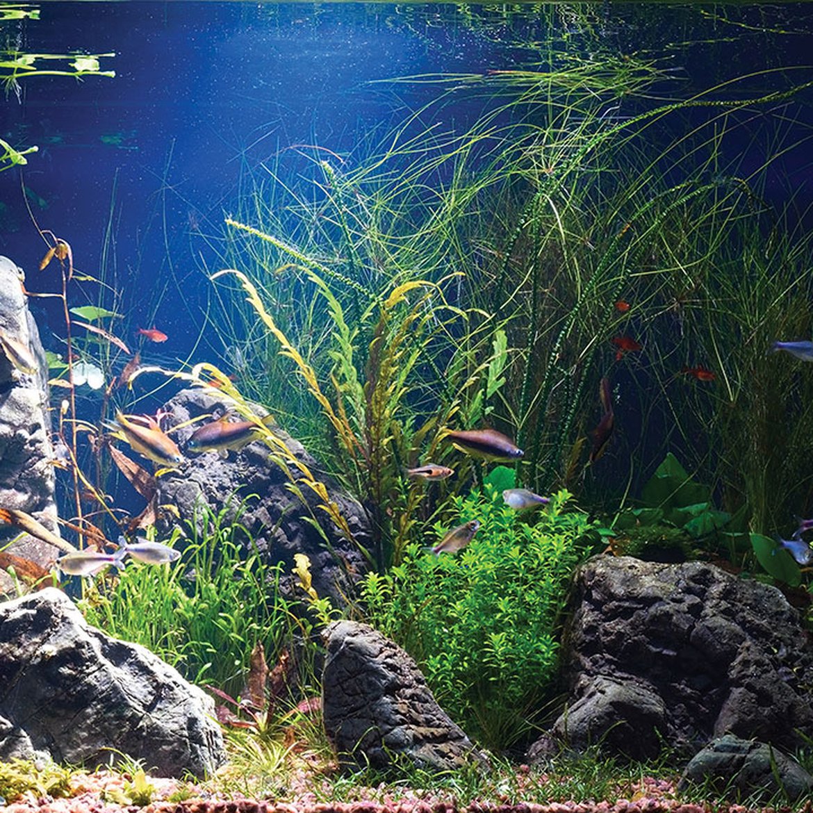 Boutique en ligne - Plantes aquatique pour aquariophilie - Animalerie