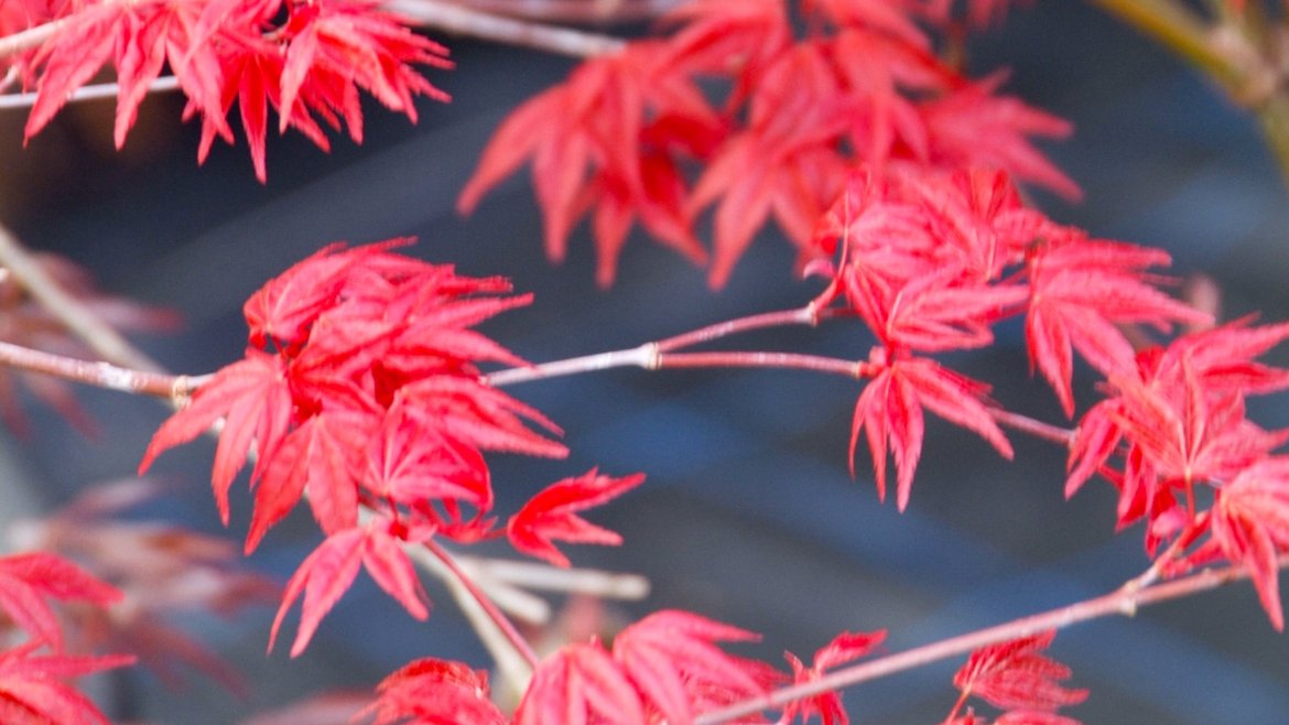 Plantes d'extérieur - Erables du Japon - Garden Centre Schilliger