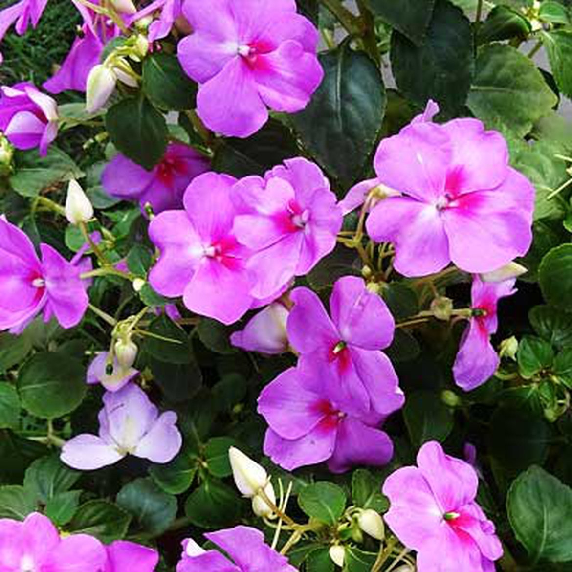 Impatiens waleriana