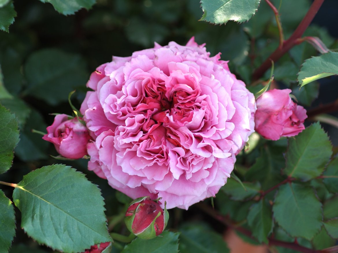 rose rugosa alba