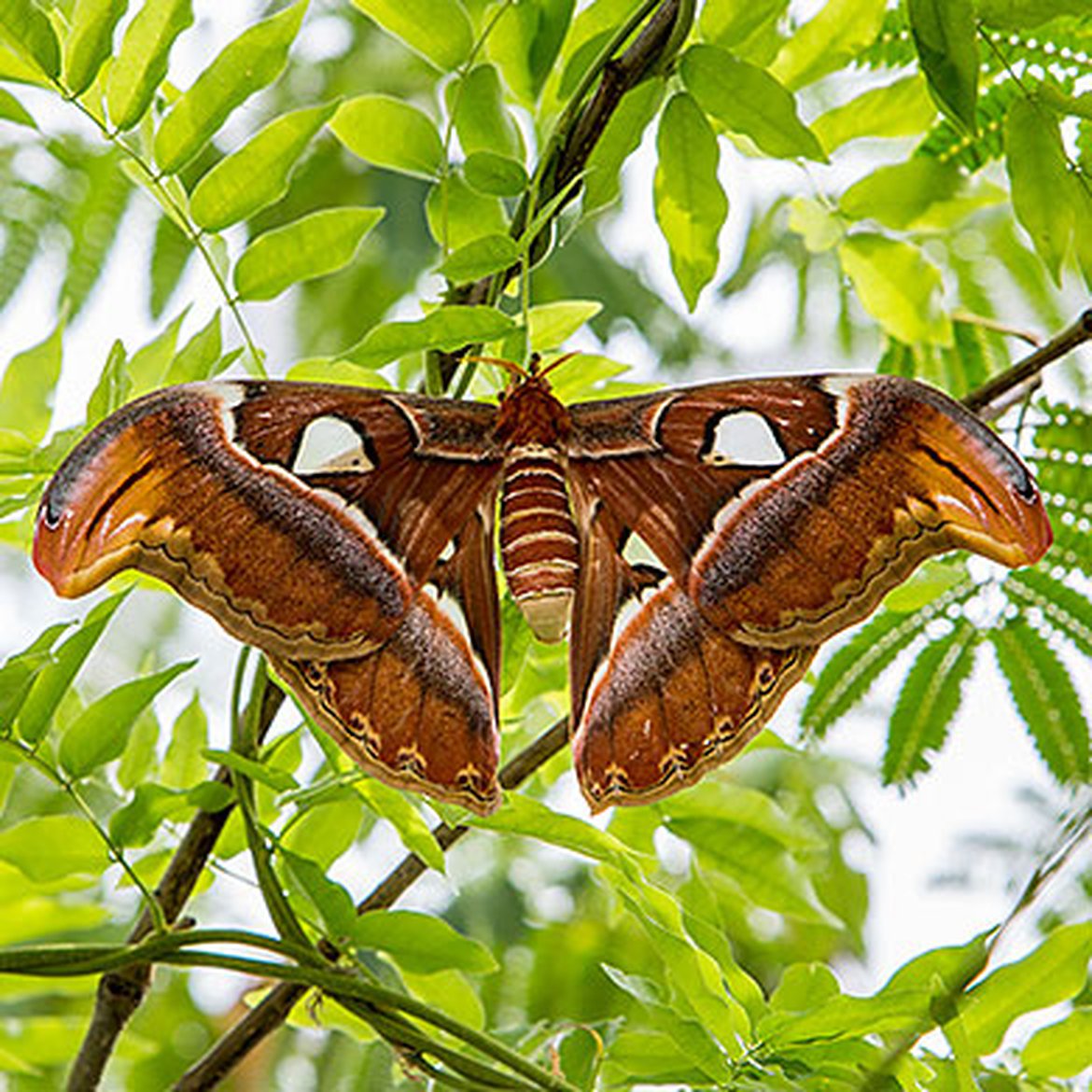 Papillon Attacus atlas