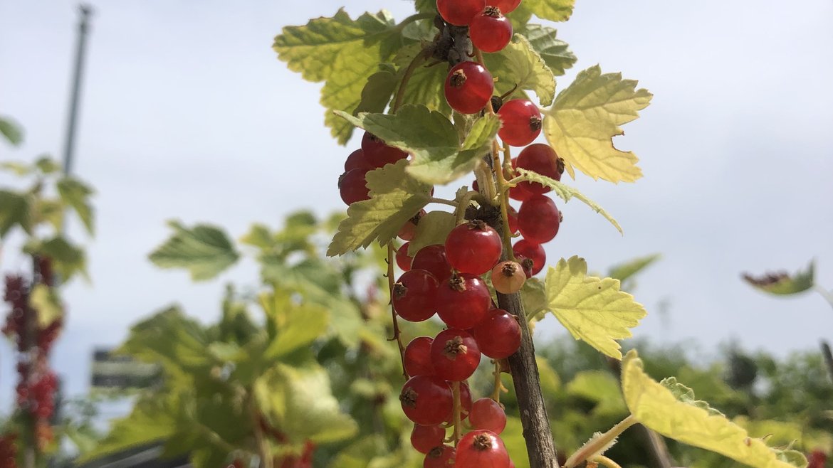 Pépinière - Fruitiers et petits fruits - Schilliger