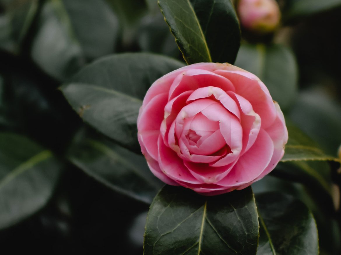 Poinsettias ou Étoiles de Noël - Calendrier jardinier du mois de décembre