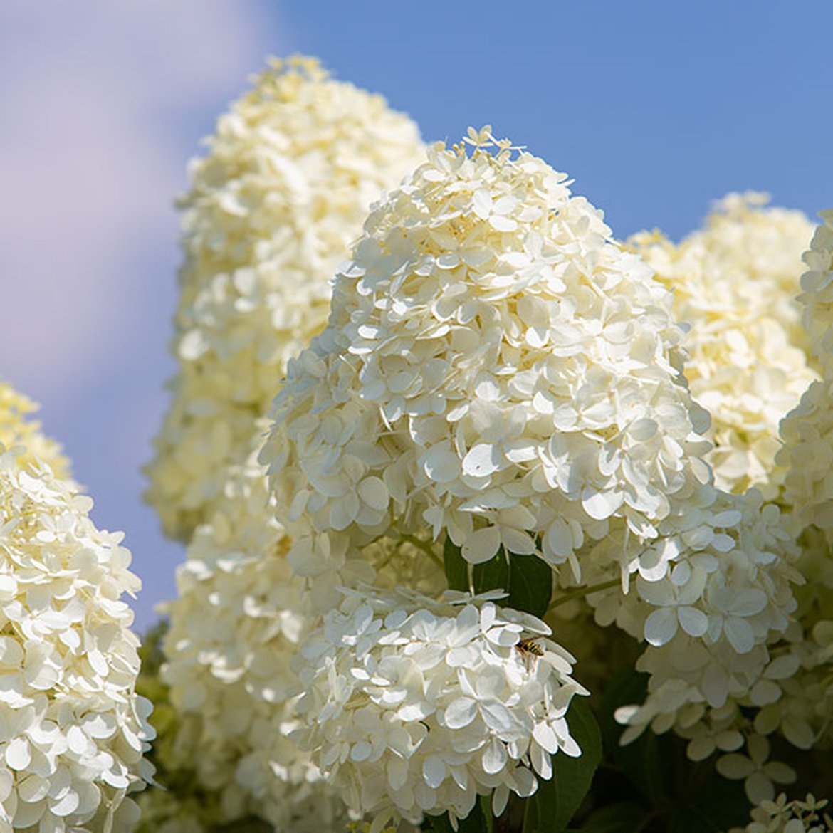 Hortensias