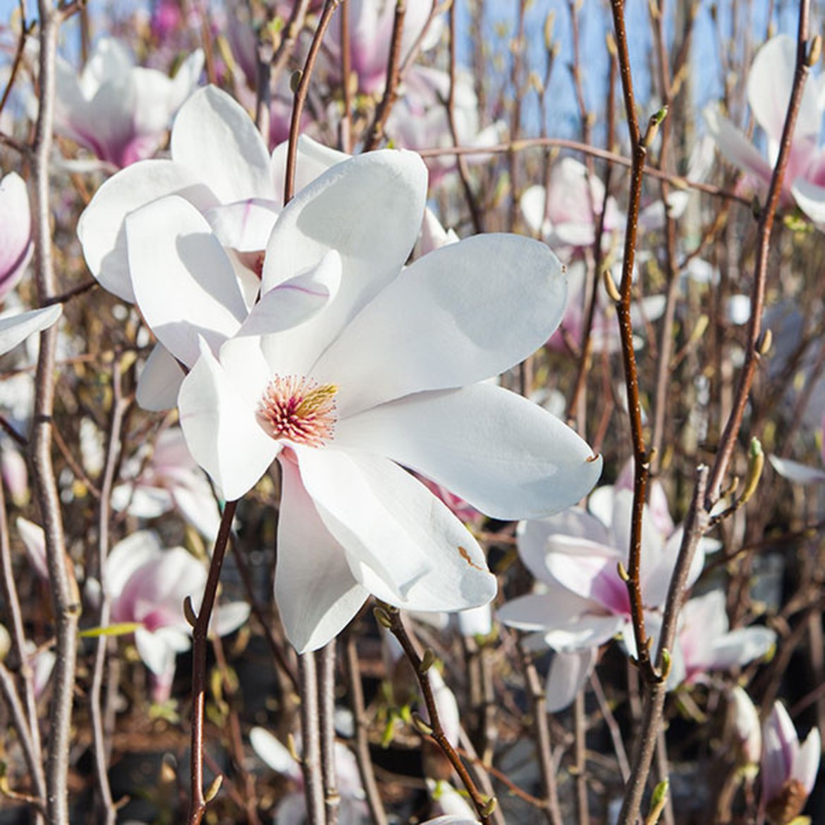 Magnolia