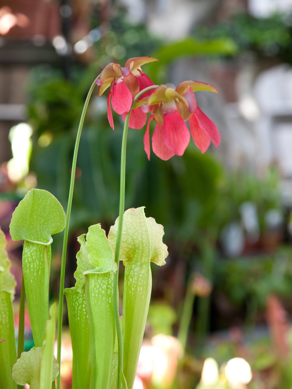 plantes carnivores