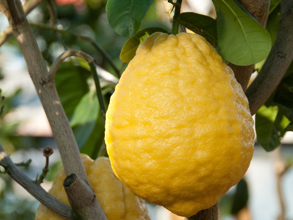 agrumes - orangerie - garden centre schilliger