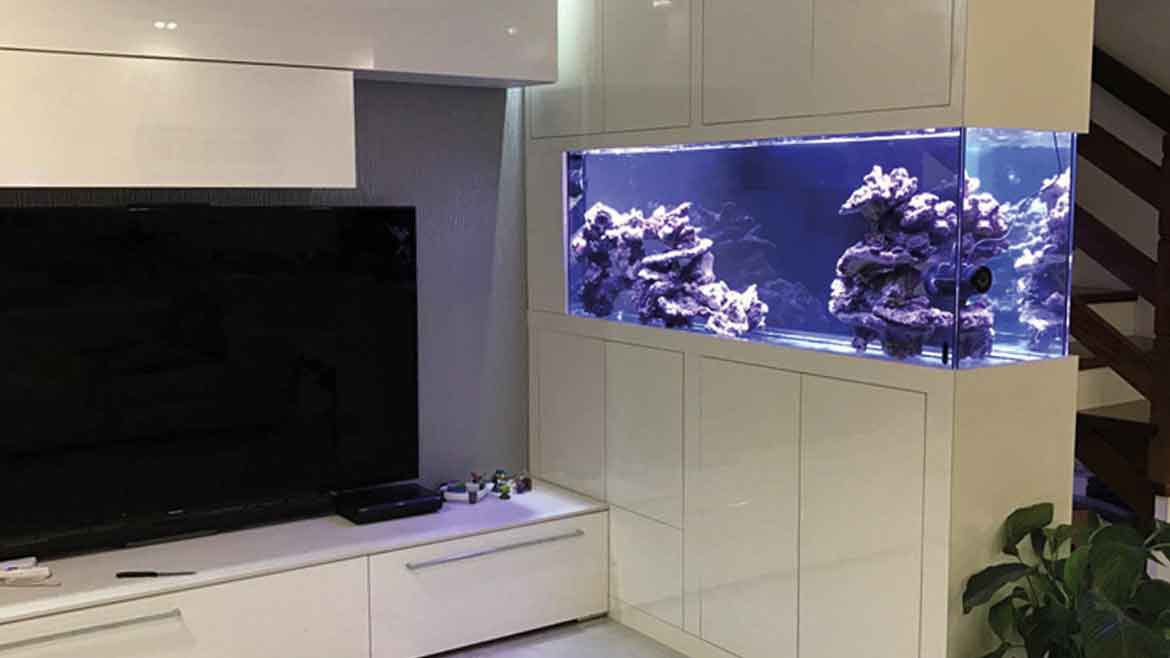 Le service aquarium sur mesure de Schilliger