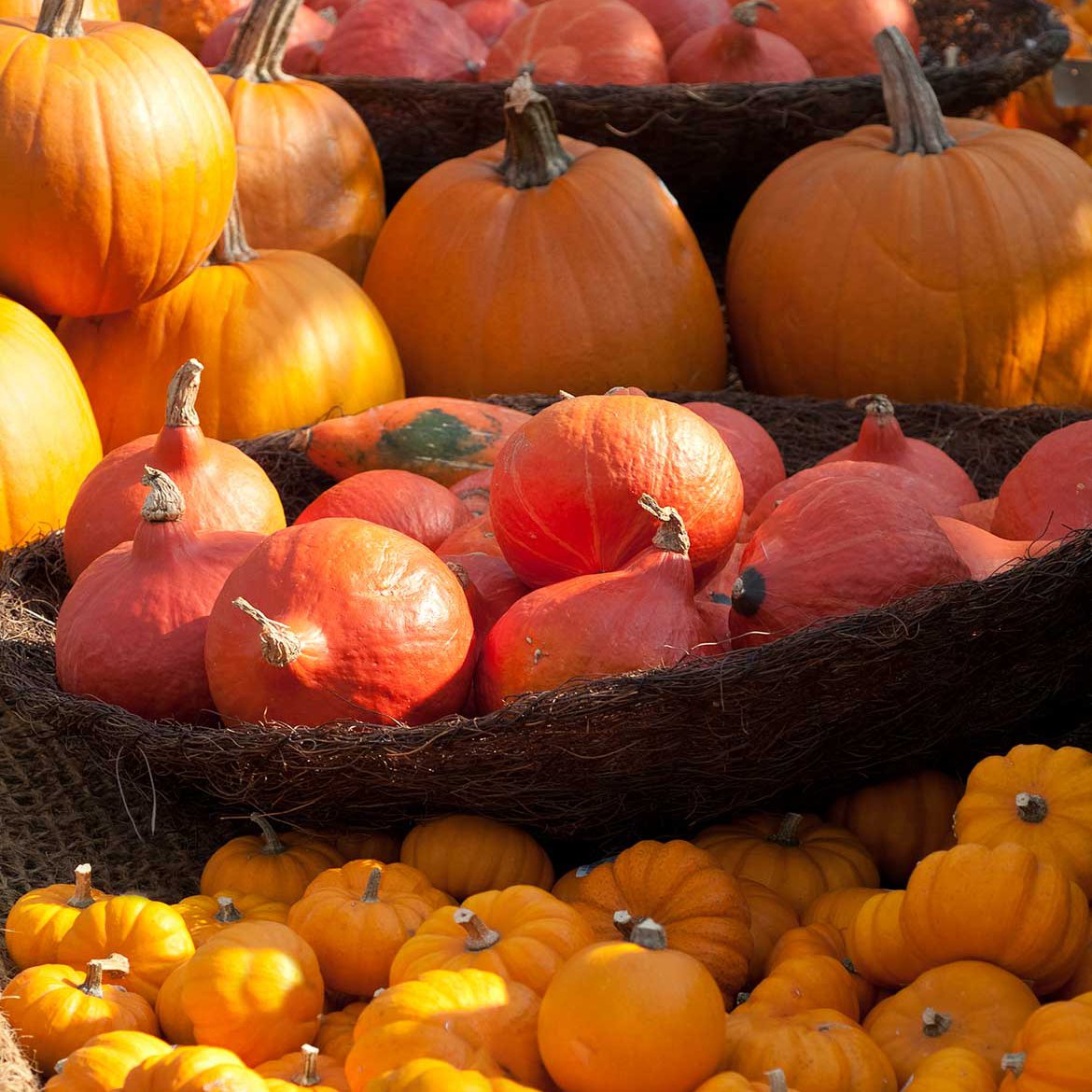 Blog | Bien reconnaître les différents types de courges | Schilliger