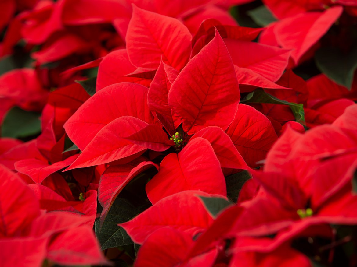 Poinsettias ou Étoiles de Noël - Calendrier jardinier du mois de décembre