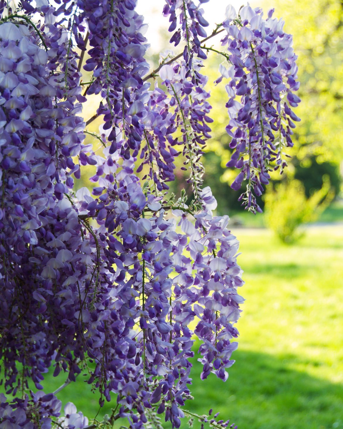 Plantes de pépinières arbres et arbustes