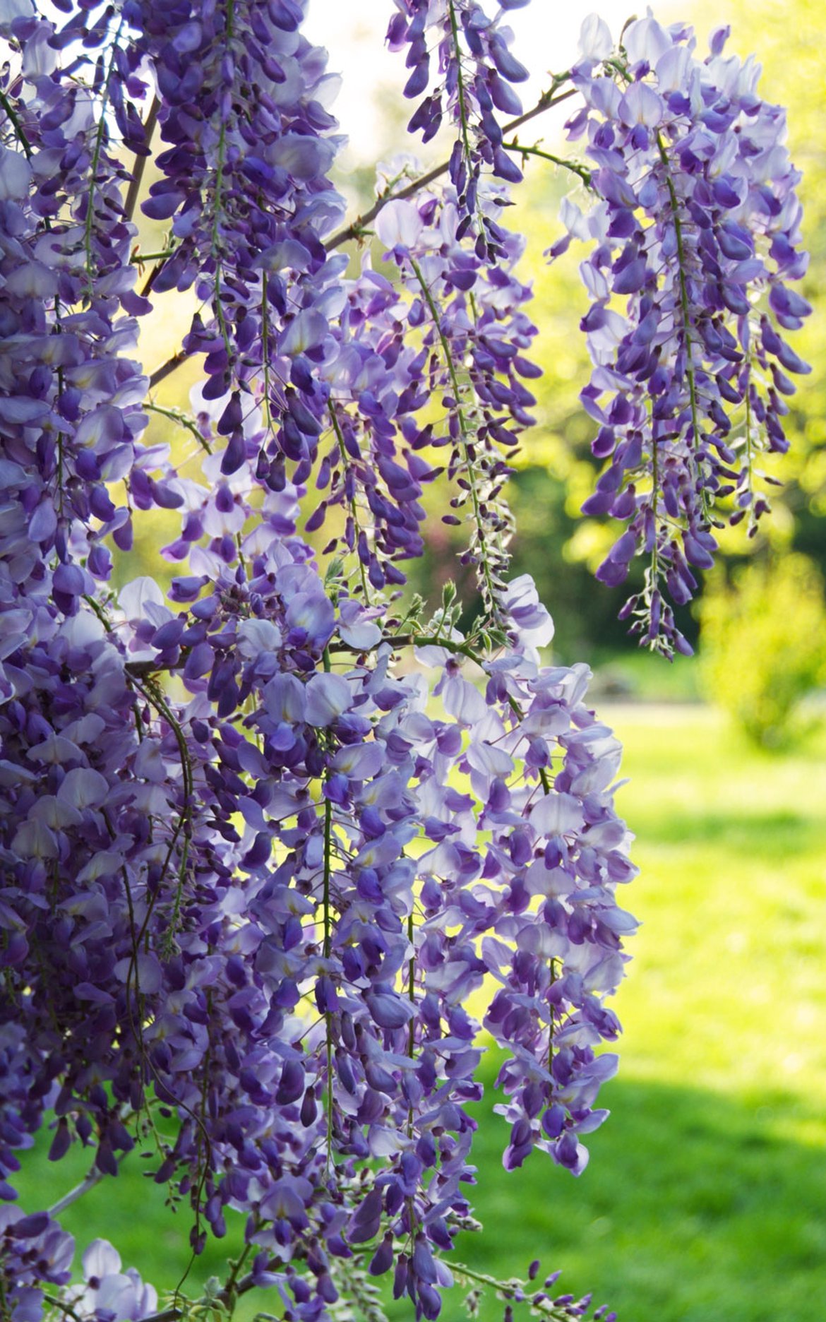 Plantes de pépinières arbres et arbustes