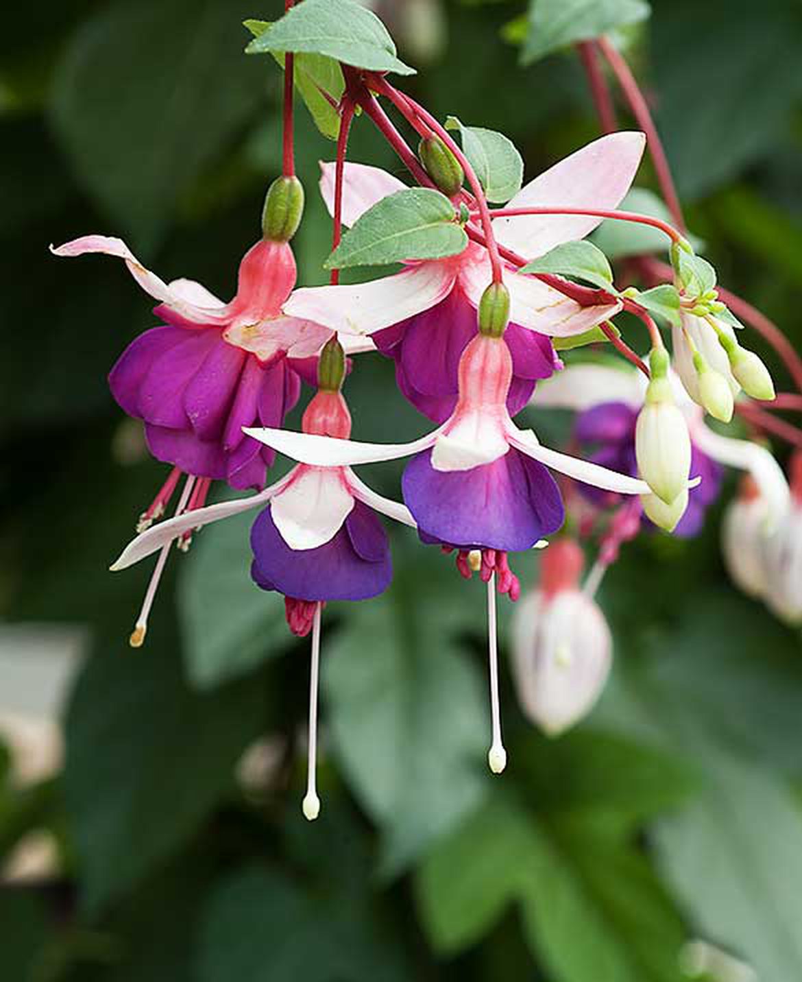 Fuschias