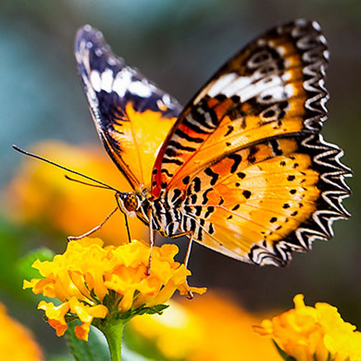 Papillon Leopard Lacewing