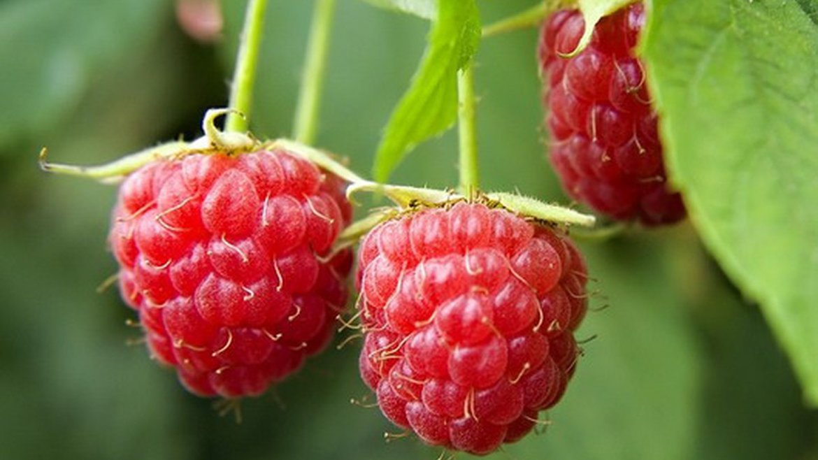 Marché Couvert - Petits Fruits - Garden Centre Schilliger