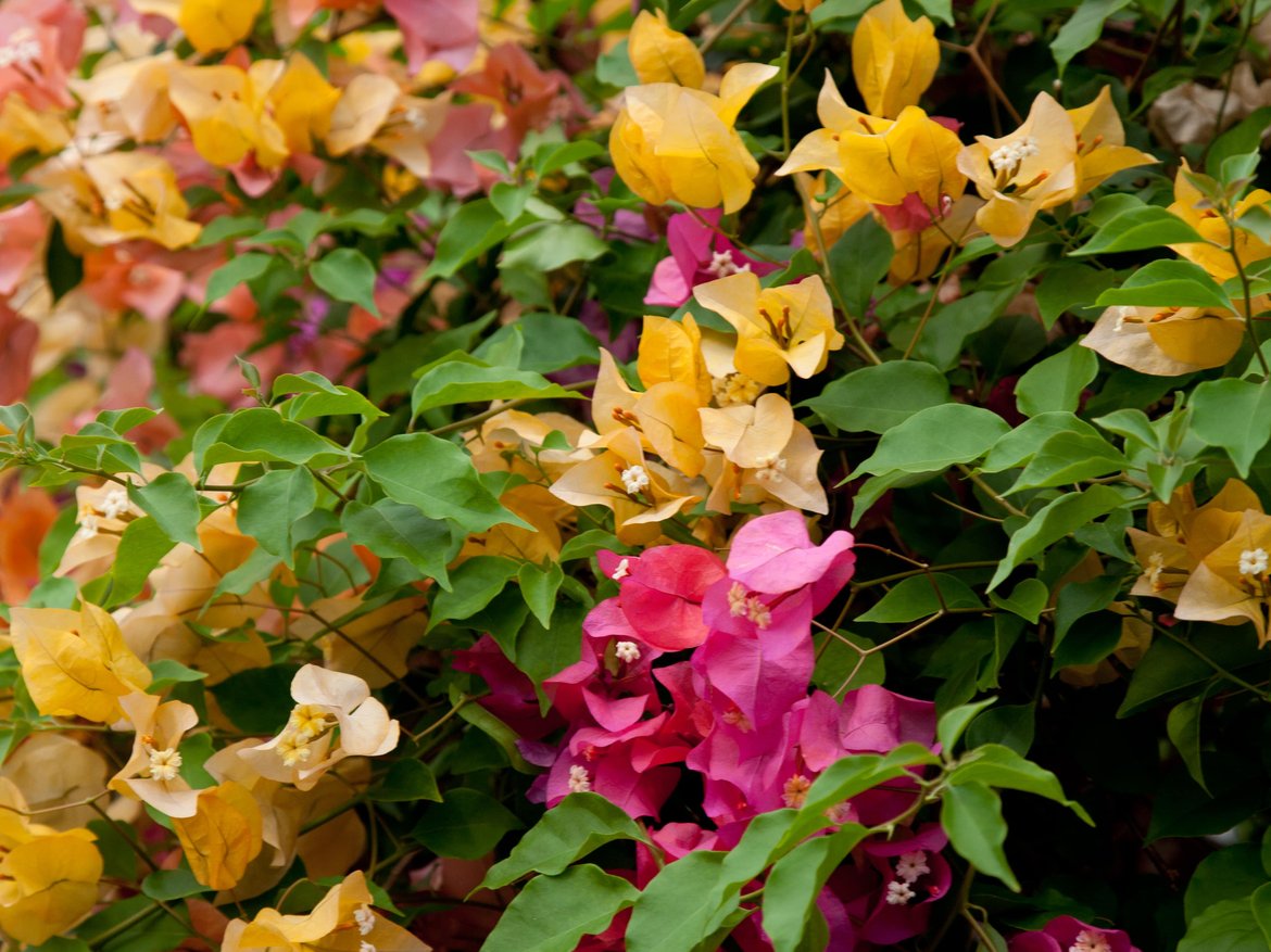 bougainvilliers - garden centre schilliger