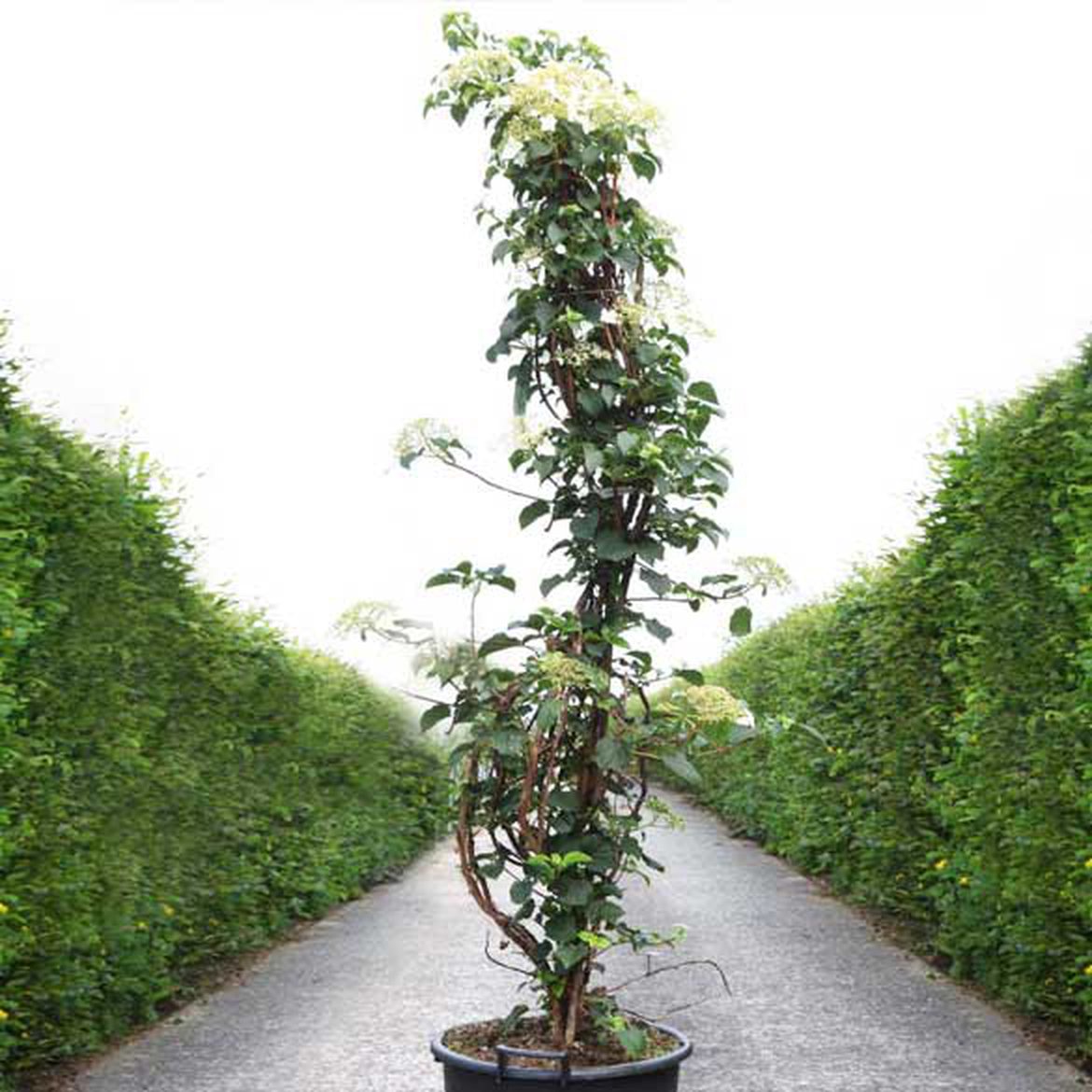 hydrangea hortensia petiolaris