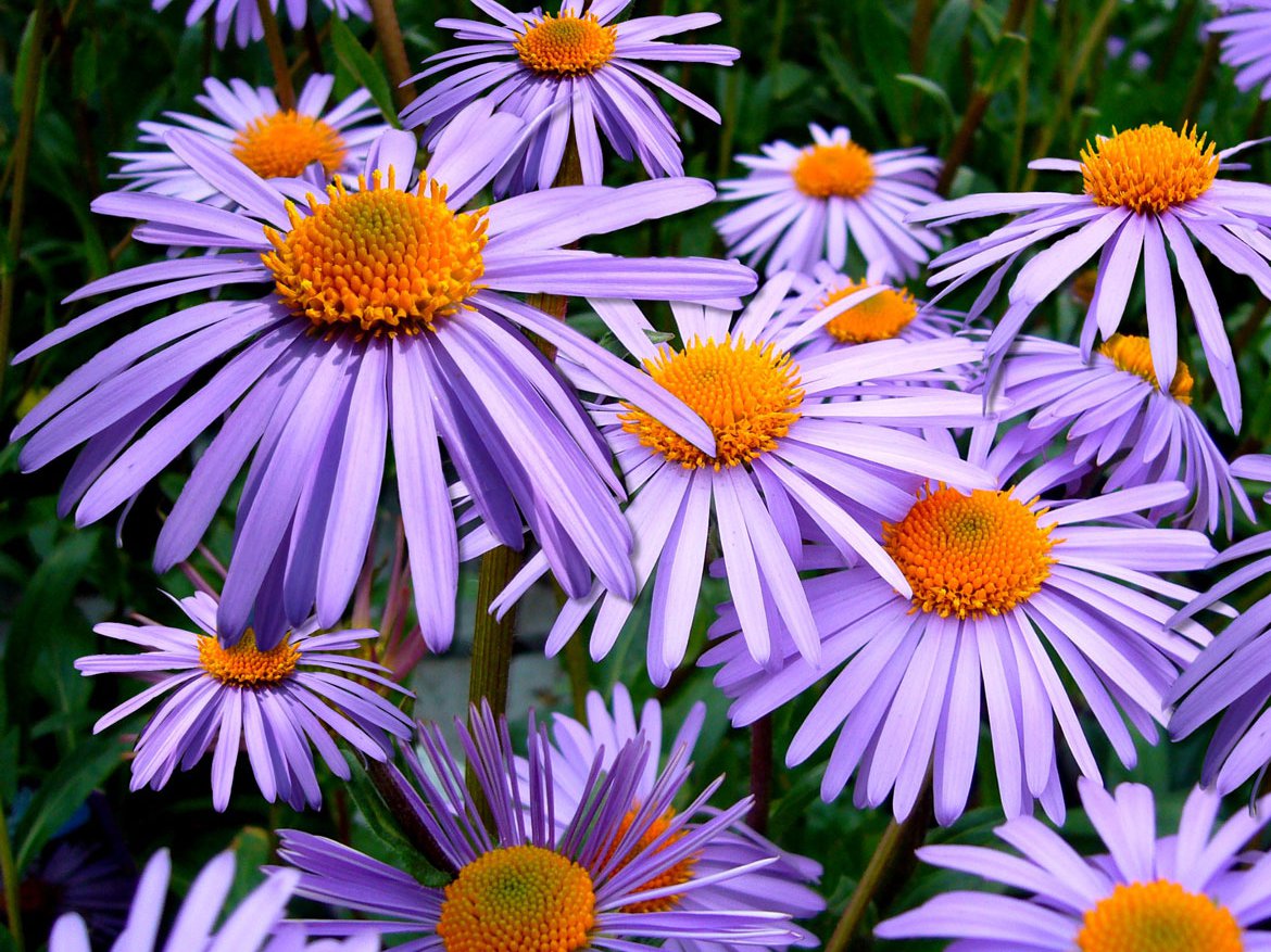 Aster - Calendrier jardinier du mois de septembre