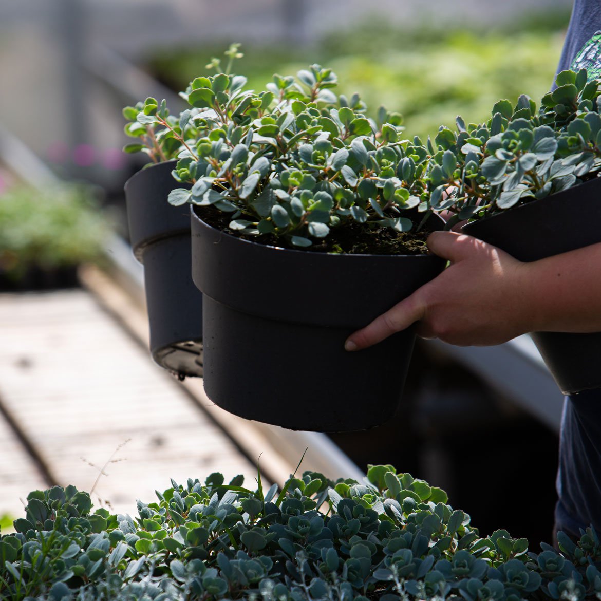 Nos univers - Production horticole - À propos de la maison Schilliger