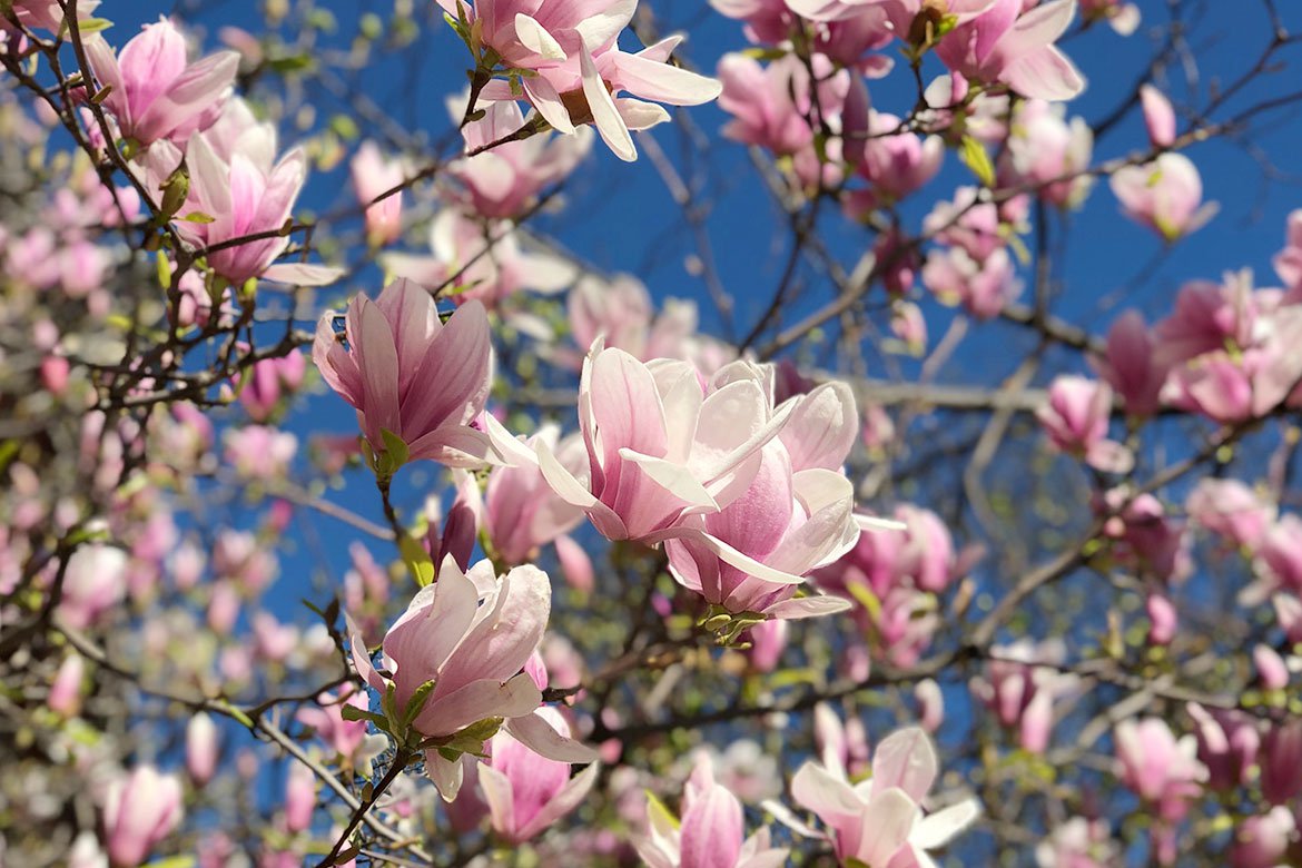 Magnolias