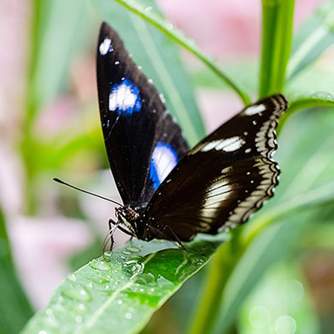 Papillon Bolina