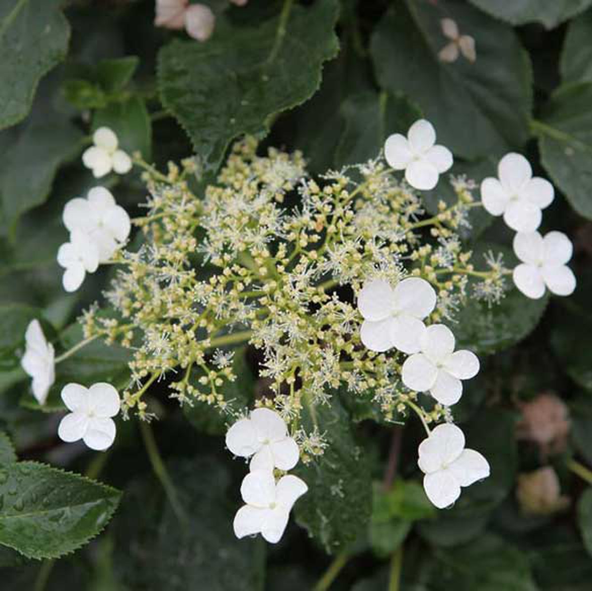 hydrangea hortensia petiolaris