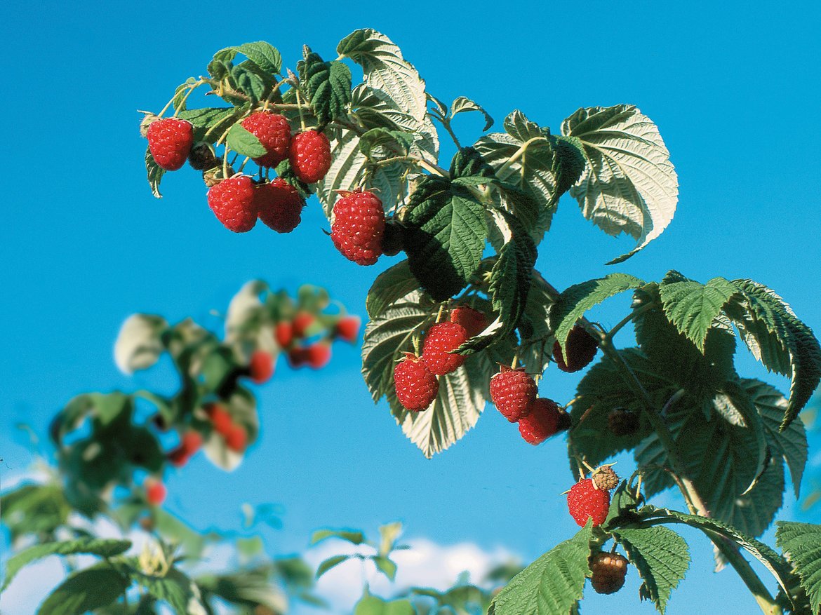 fruitiers et petits fruits