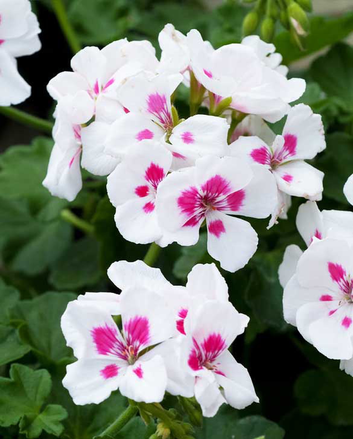 Géranium blanc moucheté de rose