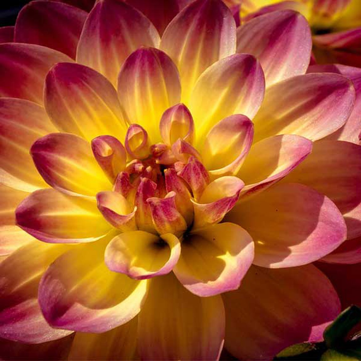 Tout savoir sur la diversité des dahlias