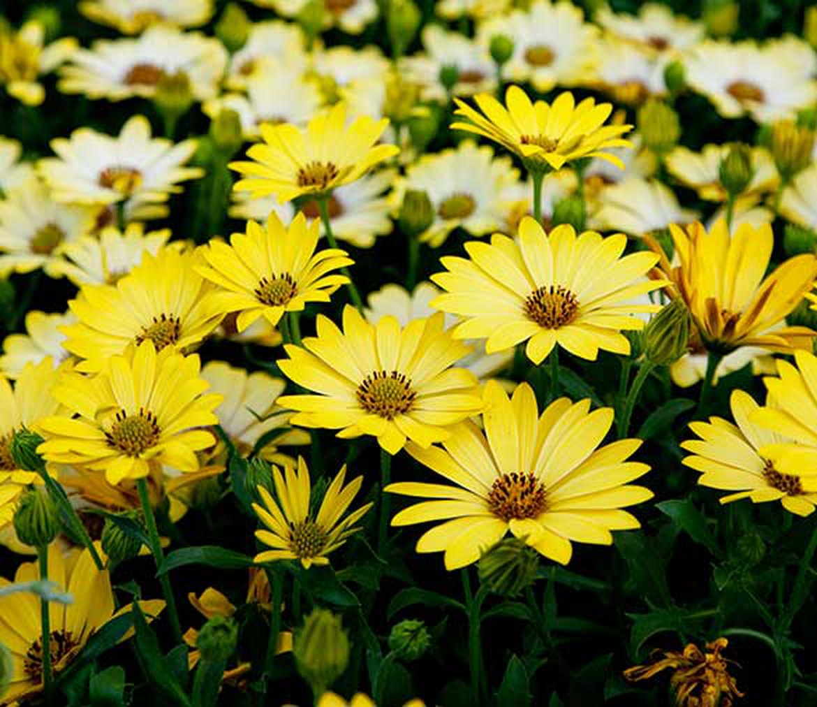 Marguerites du Cap