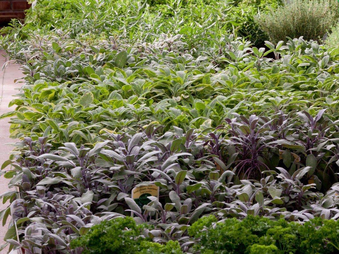 plantons de légumes