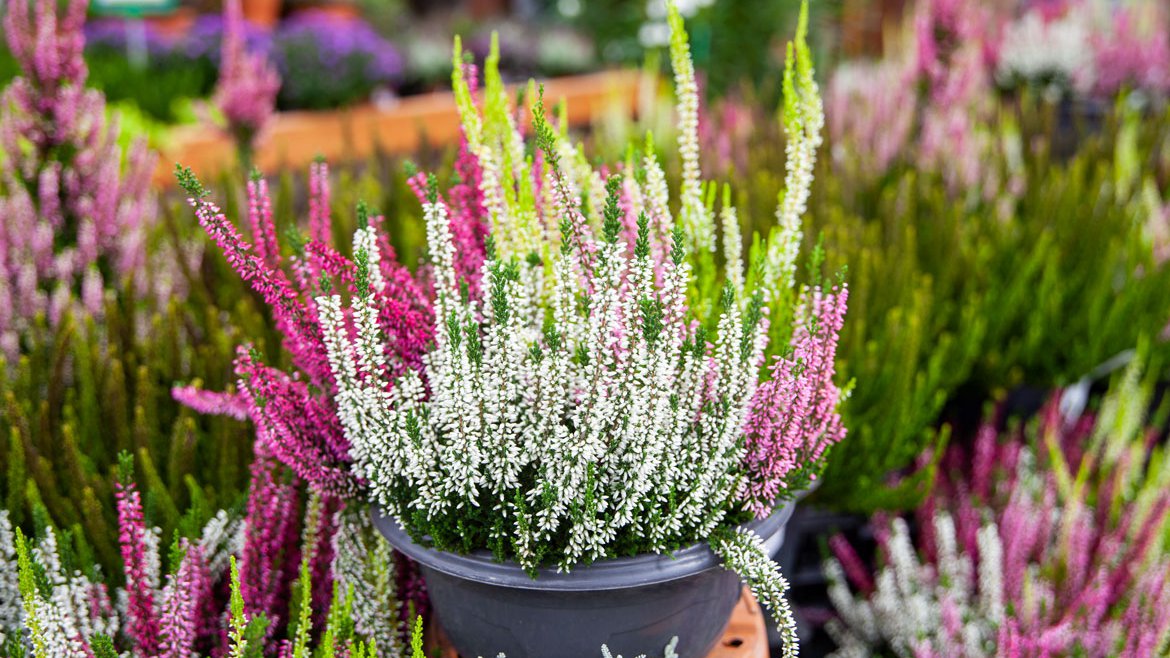 Catalogue végétal - Plantes de saison, marché aux fleurs - Schilliger