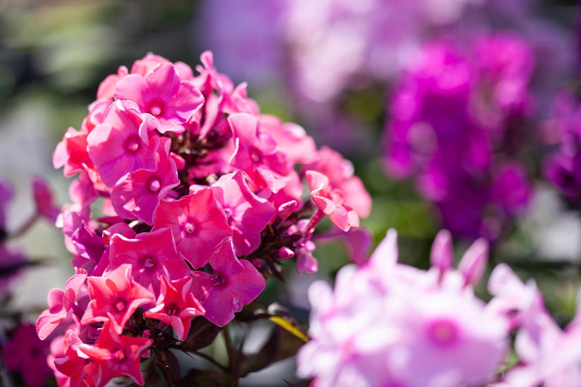 Calendrier jardinier - Septembre