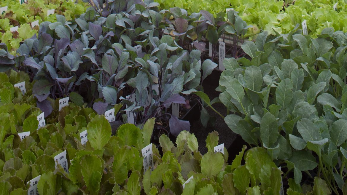 Marché Couvert - Plantons - Garden Centre Schilliger