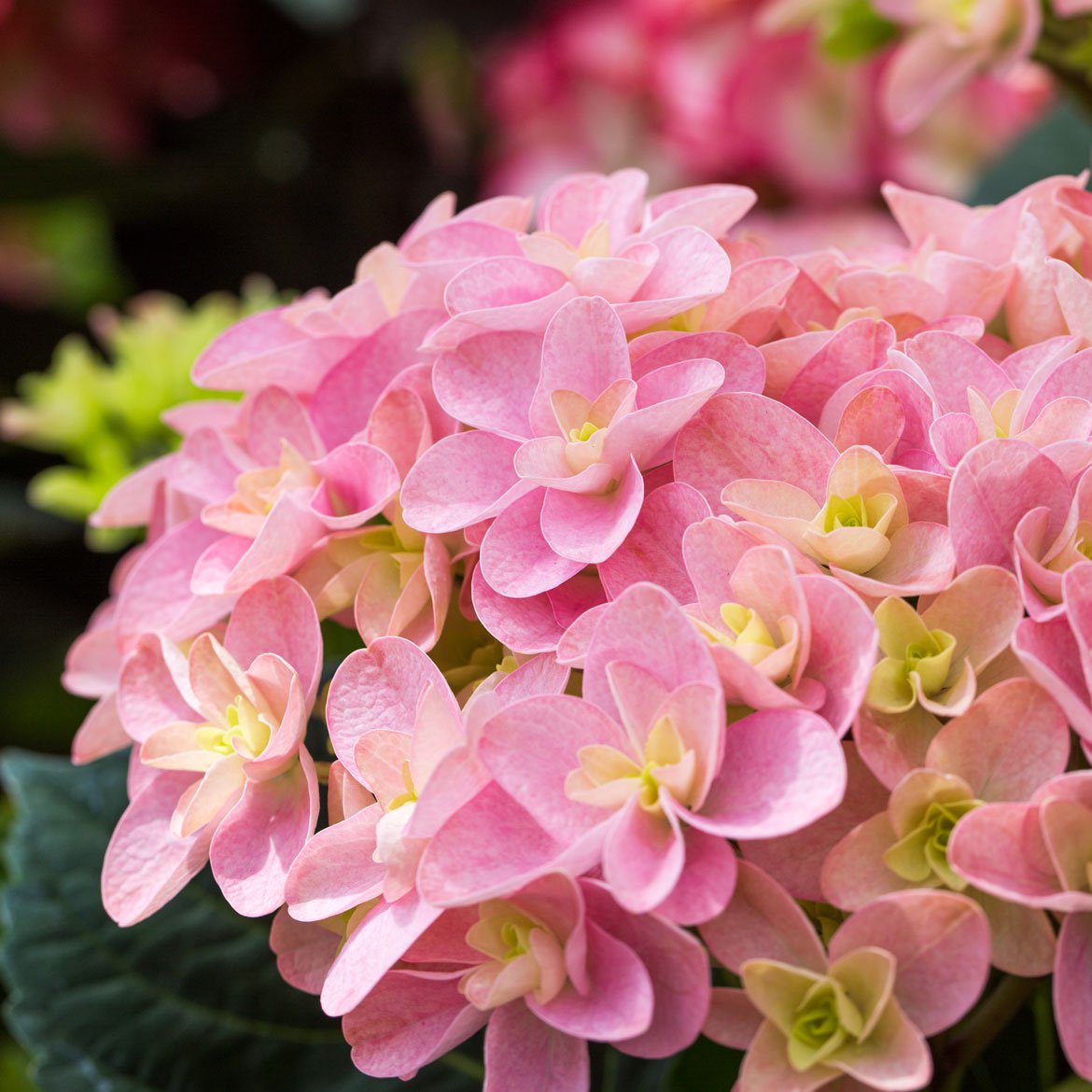 Nos univers - Plantes, hortensias - Schilliger