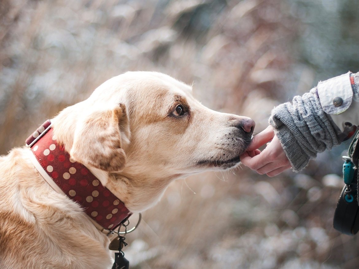 Passer à l'alimentation naturelle pour son chien - Schilliger