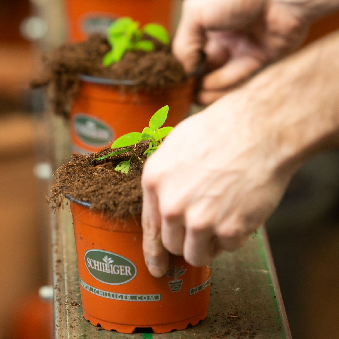 Pots - Production horticole - À propos de Schilliger