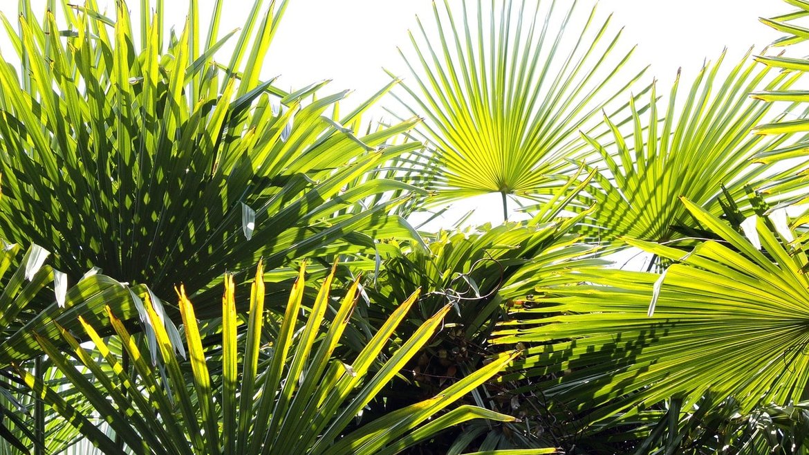 Serre Tropicale - Palmiers - Garden Centre Schilliger