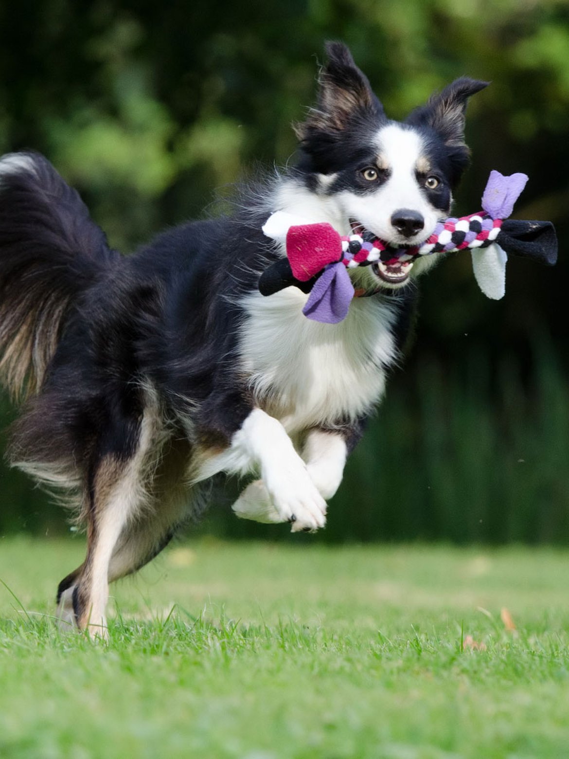 Accessoires pour animaux - Animalerie