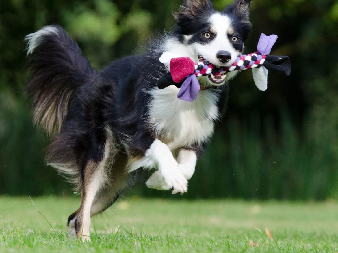 Accessoires pour animaux - Animalerie