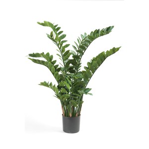 Schilliger Sélection  Zamioculcas artificiel  130cm