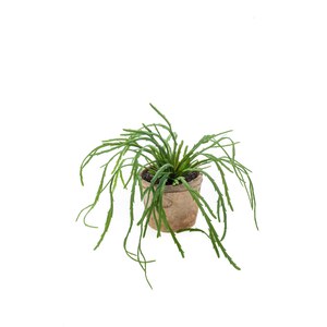 Schilliger Sélection  Rhipsalis Pandora en pot terre cuite artificiel  35cm