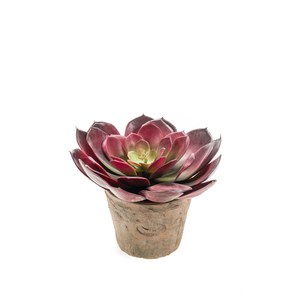 Schilliger Sélection  Echeveria Pelusida en pot terre cuite artificiel Rouge bordeaux 20cm