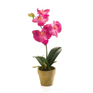 Schilliger Sélection  Phalaenopsis en pot artificiel Violet prune 25cm