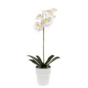 Schilliger Sélection  Phalaenopsis en pot artificiel  55cm