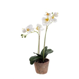 Schilliger Sélection  Phalaenopsis en pot artificiel  42cm